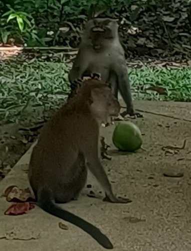 Long-tailed macaque monkeys at Pulau Ubin ready to eat a coconut.